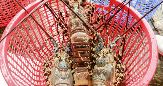 Bán tháo tôm hùm chạy bão 13