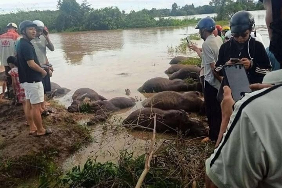 Xót xa hàng chục con trâu ở Đắk Lắk bị ngạt nước chết do bão số 13
