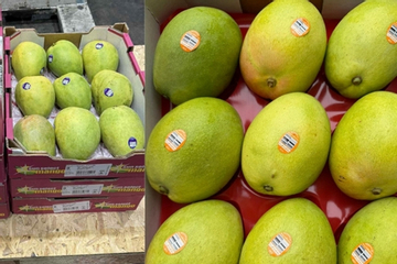 Xoài Úc 'đi máy bay' vào Việt Nam, giá gần 1 triệu đồng/kg vẫn cháy hàng