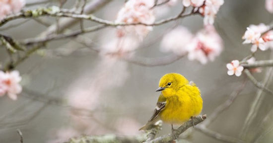 Tháng sinh Âm lịch của người làm việc tử tế, chính trực