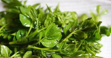 Cây xưa chỉ trồng lấy quả, nay ngắt lá non đem bán cũng ra tiền