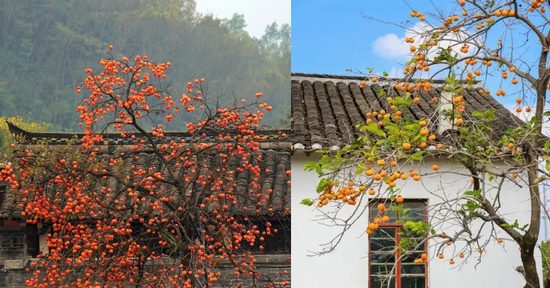 Loài cây có từ 3.000 năm trước được giới nhà giàu săn trồng