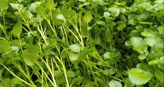 Loại rau tốt cho tim mạch nhưng 4 nhóm người không nên ăn