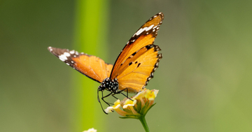 Nhìn số cuối ngày sinh Âm lịch là biết ai dễ làm nên nghiệp lớn