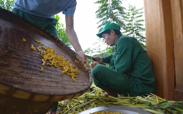 Đặc sản Điện Biên không phải ai cũng dám thử, khách sành ăn khen ngậy, thơm
