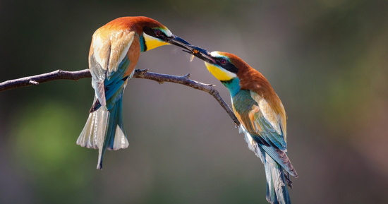 Ngày sinh Âm lịch của người năng động, tháo vát: Giỏi xoay xở, hậu vận sung túc
