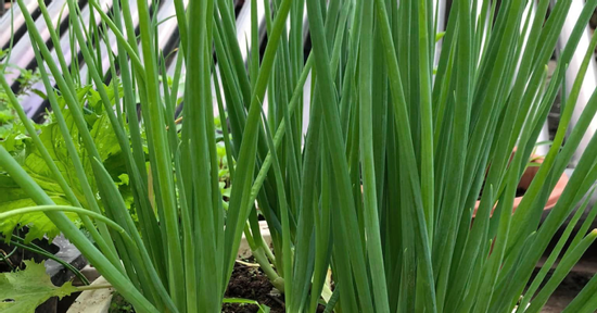 Cấp cứu vì nghe hàng xóm mách đắp lá hành chữa vết thương