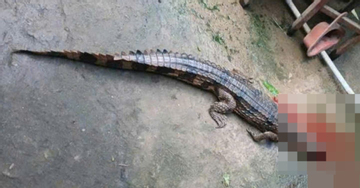 Vụ cá sấu sổng chuồng cắn chân thầy giáo: Người nuôi bị phạt hơn 300 triệu đồng