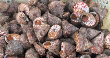 Sản vật 'trời ban' ở biển Việt có tên ngượng đỏ mặt, ăn giòn sần sật, ngọt ngon