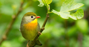 Tháng sinh Âm lịch của người giỏi tích luỹ và quản lý tiền bạc