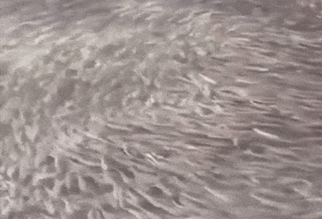 Đàn cá lạ hàng nghìn con bất ngờ xuất hiện làm dấy lên lo lắng về thiên tai