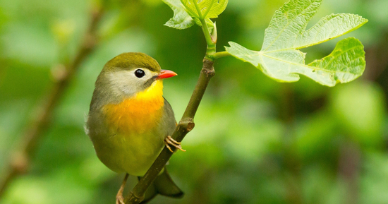 Tháng sinh Âm lịch của người giỏi tích luỹ và quản lý tiền bạc