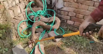 Bắt sống trăn khổng lồ dài 3,6 mét trong vườn nhà dân