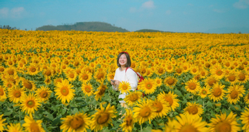 Cánh đồng hoa hướng dương cách Hà Nội 250km, khách đi từ nửa đêm tới check-in