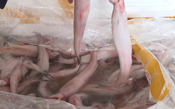 Điều gì xảy ra nếu ăn phải cá khoai tẩm formol cực độc?