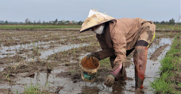Người dân Đà Nẵng lội bùn 'nhặt tiền' trên ruộng những ngày cuối năm