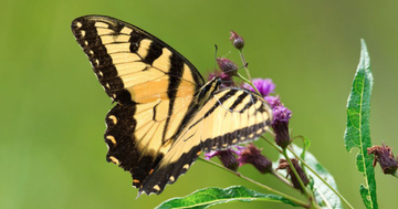 Tháng sinh Âm lịch của người quyết đoán, tham vọng