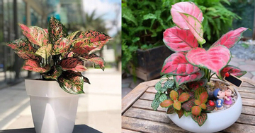 Top cây cảnh để bàn thờ chiêu tài lộc, may mắn cực tốt