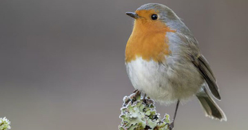 Ngày sinh Âm lịch cất giữ Thần Tài: Ai sinh vào 4 ngày này tiền bạc tự tìm đến