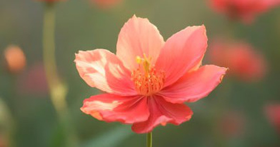 Khung giờ sinh Âm lịch mang mệnh Phượng hoàng: Sinh ra đã có quý khí, hậu vận nhiều may mắn