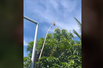 Đặc sản Phú Thọ có món chế biến nhìn sợ, có món chờ vài tháng mới được ăn