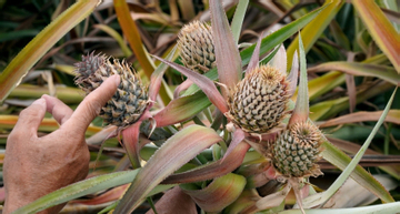 'Thủ phủ' dứa Thanh Hóa lao đao: Cây đang xanh bỗng chết hàng loạt