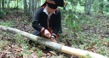 Thứ vỏ cây khô của đồng bào miền núi được các nước thích mê, đem về 6.500 tỷ