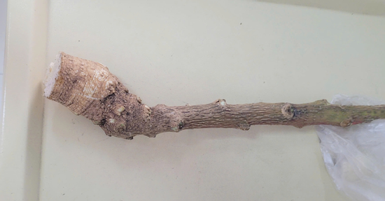 Cấp cứu 2 người sốc phản vệ nghiêm trọng do ăn thảo dược truyền miệng