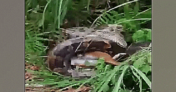 Video trăn nuốt chửng hươu gây sốc