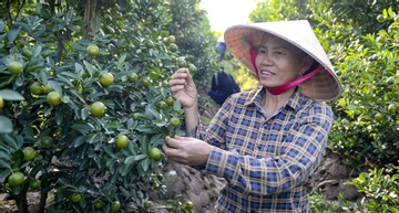 'Thủ phủ quất cảnh' ở Thanh Hóa mất mùa, thương lái đua đặt sớm dù quả còn xanh