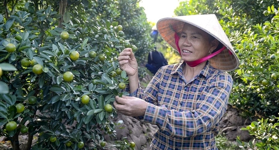 'Thủ phủ quất cảnh' ở Thanh Hóa mất mùa, thương lái đua đặt sớm dù quả còn xanh