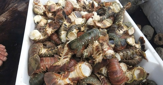 Tôm hùm chết hàng loạt trong mưa lũ, người nuôi “ôm đầu”!