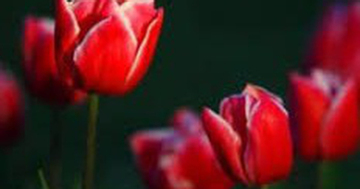 4 khung giờ sinh Âm lịch hoàng kim: Vận đỏ phủ kín, làm gì cũng thuận