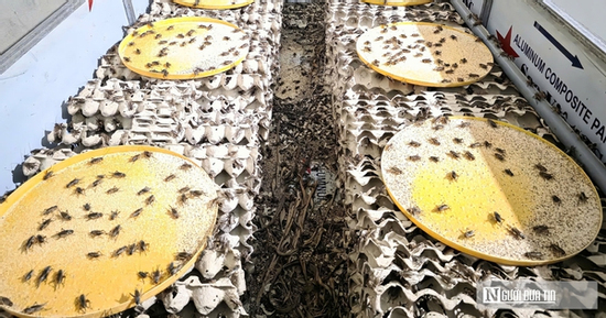 Nuôi loài “tí hon” 30 ngày đã thu hoạch, chàng rể Nghệ An kiếm trăm triệu mỗi năm