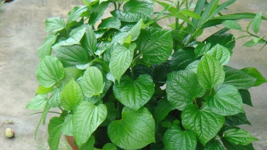 Sự thật về cách chữa viêm xoang bằng lá lốt: Công dụng và rủi ro ít ai biết