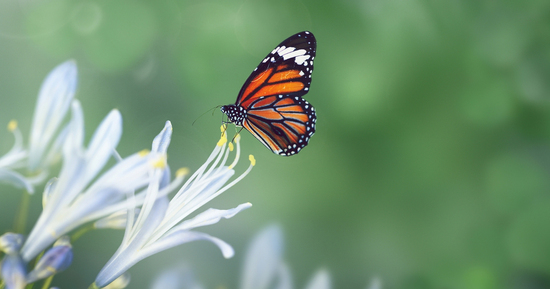 Tháng sinh Âm lịch của người trí tuệ, trung niên giàu không ai sánh bằng