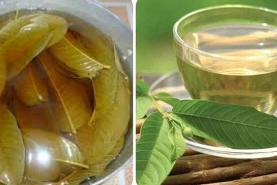 Uống nước lá ổi trước bữa sáng có tác dụng gì?