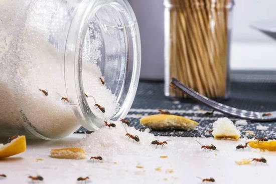 Các mẹo đuổi kiến ra khỏi lọ đường hiệu quả bất ngờ