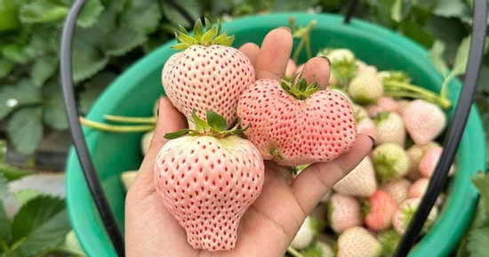 Loại quả đắt đỏ có giá tiền triệu nay rao bán khắp ‘chợ mạng’ chỉ từ vài chục ngàn đồng/kg