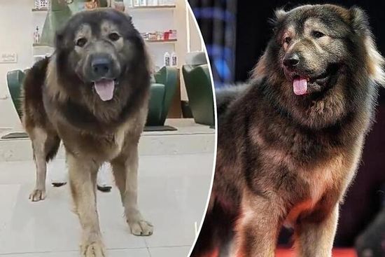 'Tay chơi' chi 145 tỷ đồng để mua một con chó 8 tháng tuổi