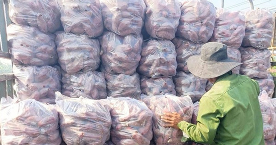 Trúng mùa khoai lang, nhiều nông dân thu tiền tỷ nhờ giá bán tăng vọt