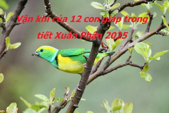 Tiết khí Xuân Phân 2025 tác động mạnh vận khí 12 con giáp, nên biết điều dưới đây để cả năm may mắn, tài lộc