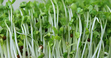 Mẹo trồng rau mầm đậu xanh ăn tốt hơn thuốc bổ
