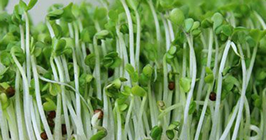Mẹo trồng rau mầm đậu xanh ăn tốt hơn thuốc bổ