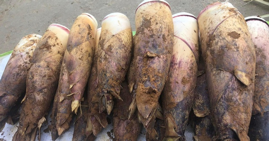 Măng vầu đang gây sốt, giá đắt đỏ nhưng giá nhập chỉ từ 10.000 đồng/kg