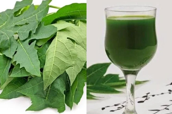 Uống nước lá đu đủ hàng ngày có tốt?