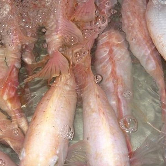Loại cá rẻ tiền có vô số tác dụng với sức khỏe