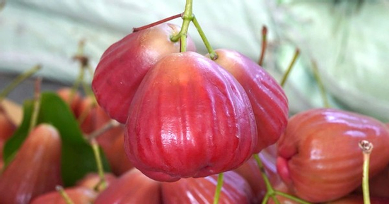 Trái mận 'lạ' giá cao đang gây sốt