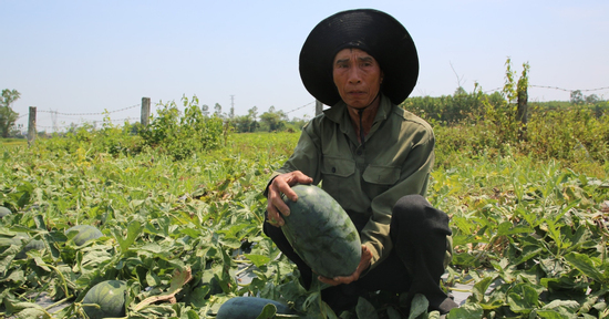 Dưa hấu Quảng Nam rớt giá, hai cân dưa giờ không đổi nổi một bó rau