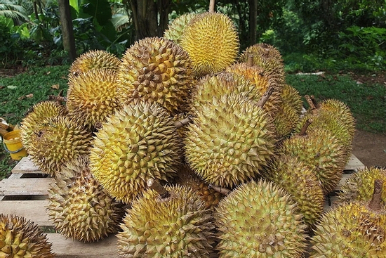 Cách phân biệt sầu riêng chín cây và sầu riêng nhúng thuốc